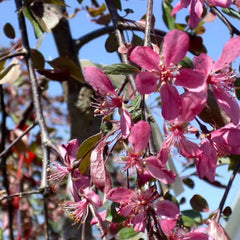 CRABAPPLE ROYAL BEAUTY