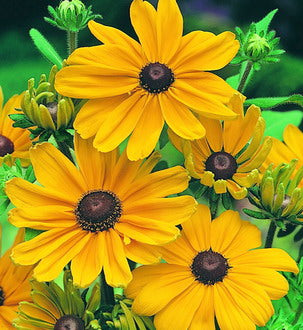 Rudbeckia - Indian Summer