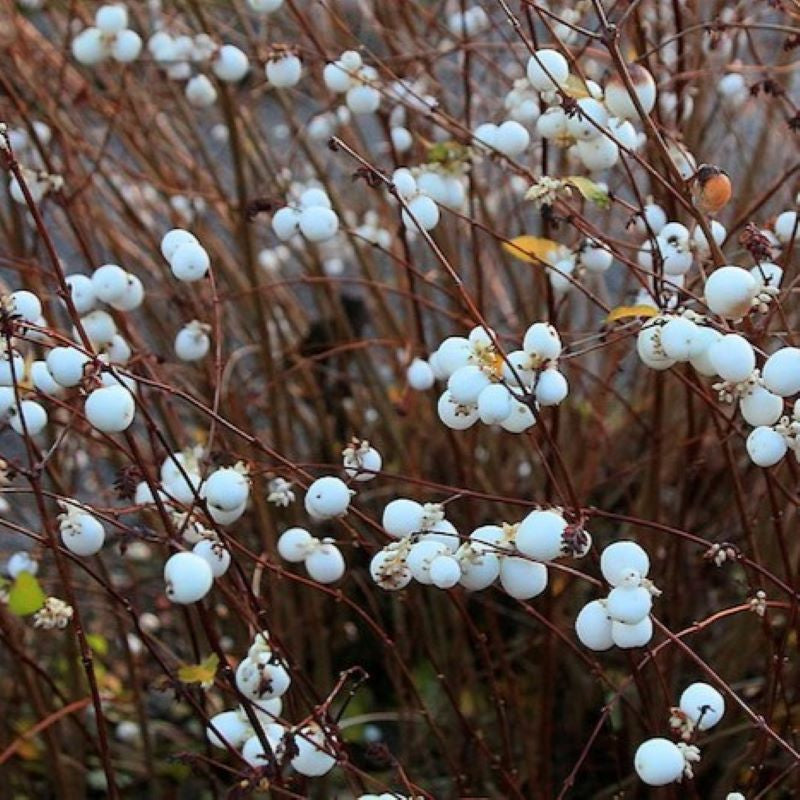 SNOWBERRY