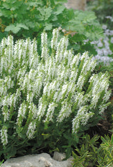 Salvia - White