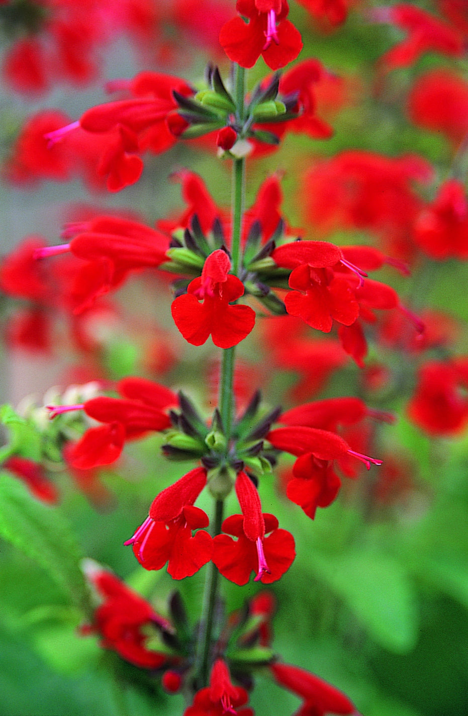 Salvia - Summer Jewel Red