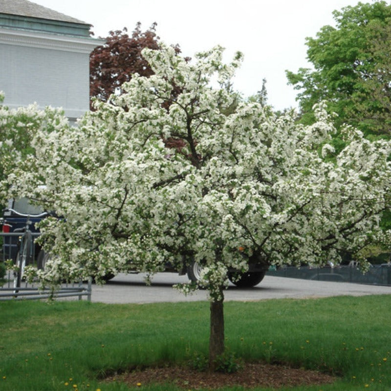 CRABAPPLE SARGENT