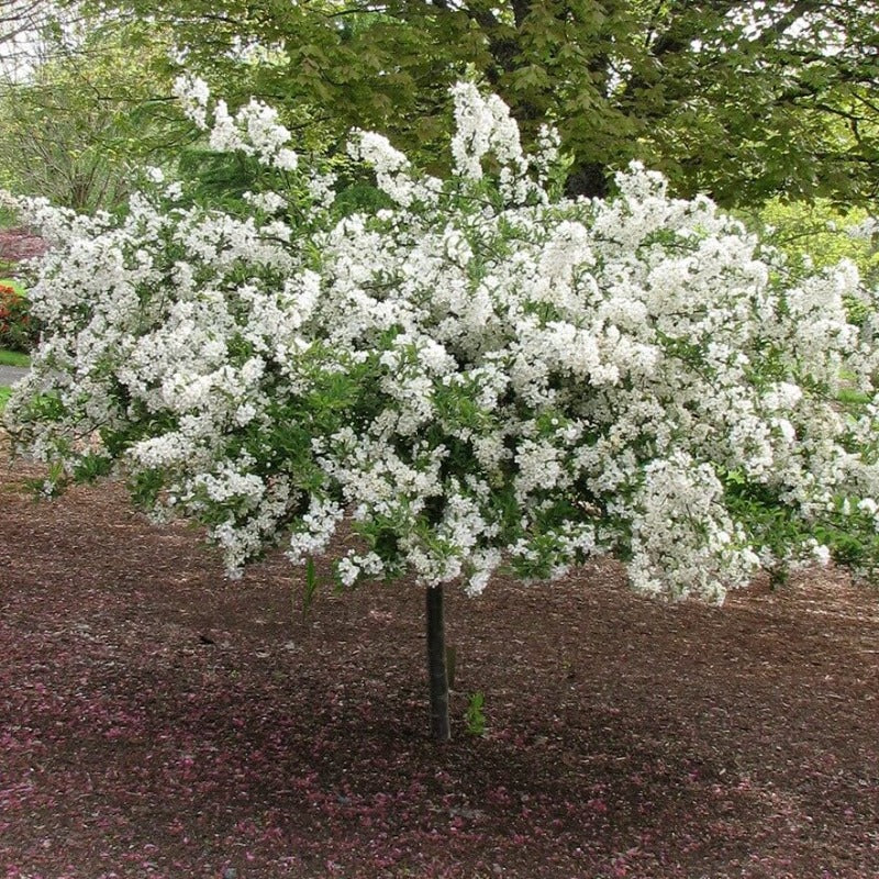 CRABAPPLE SARGENT TINA