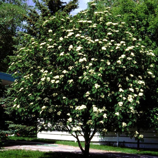 MOUNTAIN ASH SHOWY