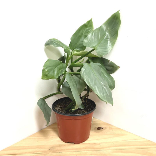 PHILODENDRON SILVER SWORD