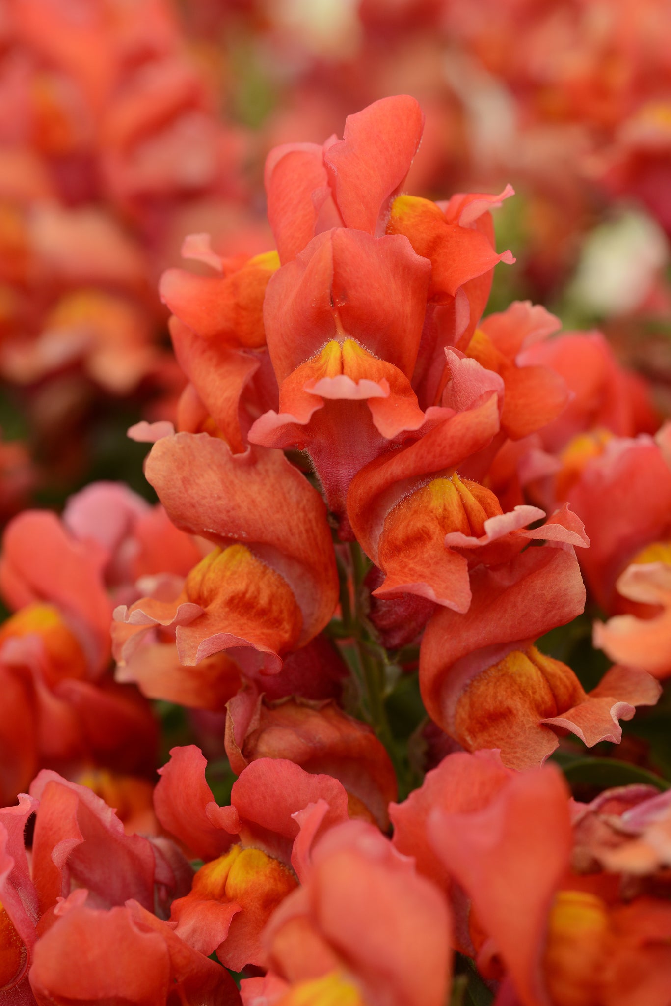Snapdragon - Orange