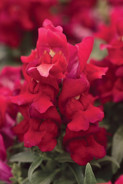 Snapdragon - Red
