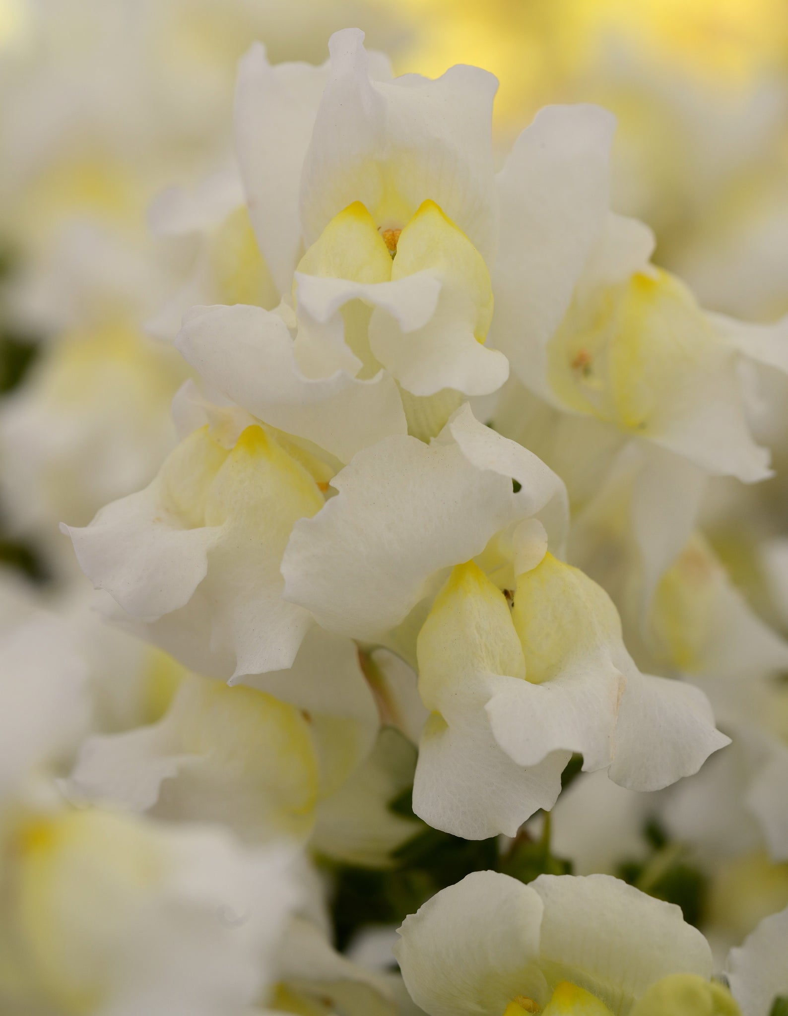 Snapdragon - White