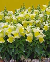 Snapdragon - Yellow