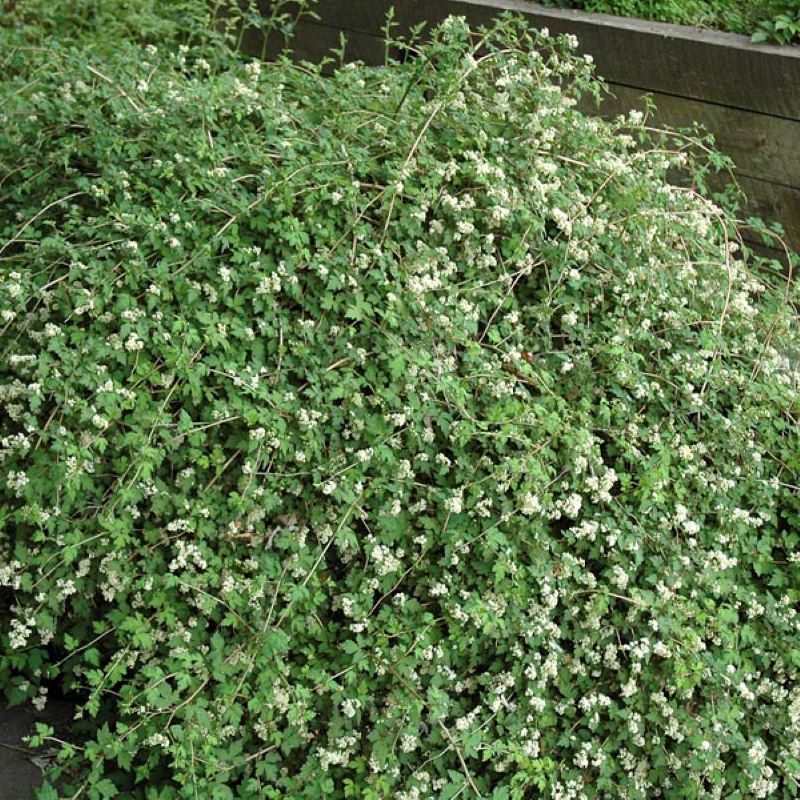 STEPHANANDRA CRISPA