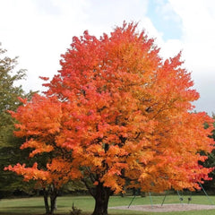 MAPLE SUGAR GREEN MOUNTAIN