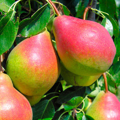 PEAR SUMMERCRISP