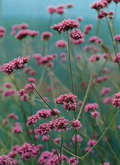 Verbena - Bonariensis