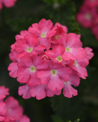 Verbena - Pink