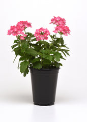 Verbena - Pink