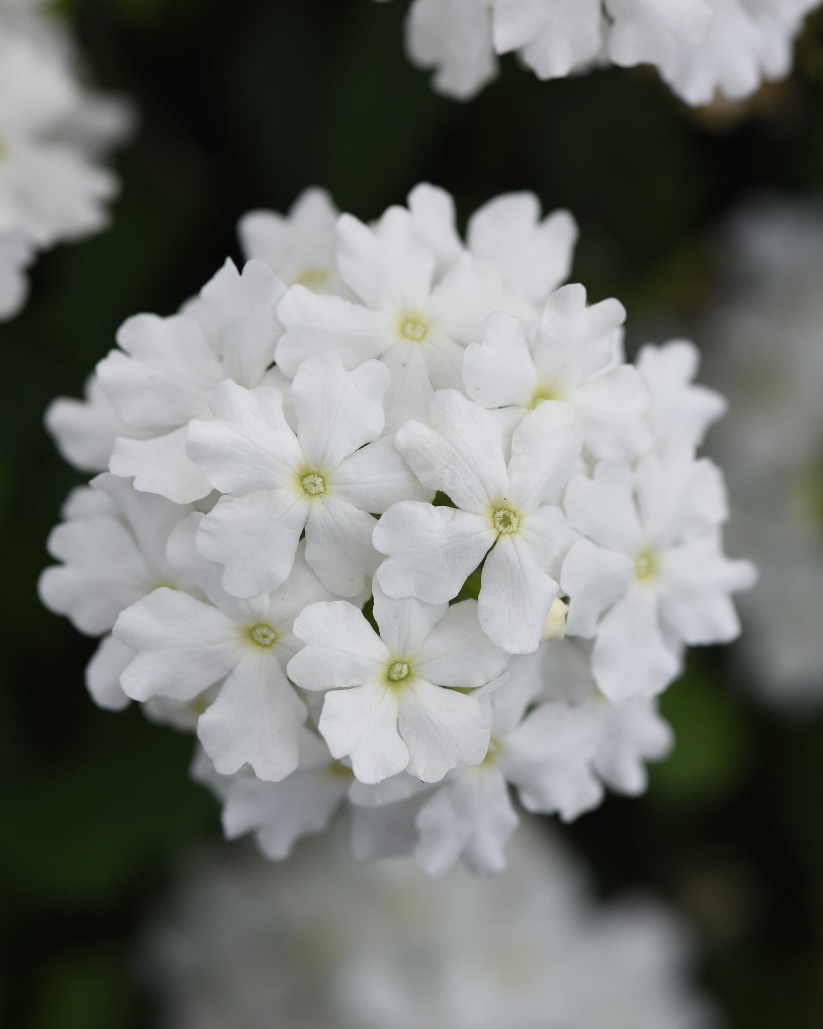 Verbena - White