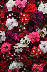 Verbena - Mixed