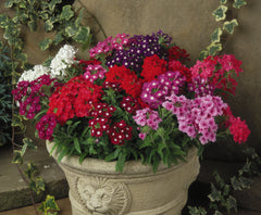 Verbena - Mixed
