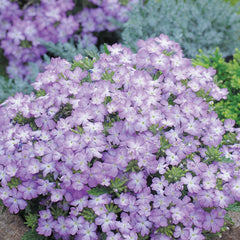 Verbena - Lavender