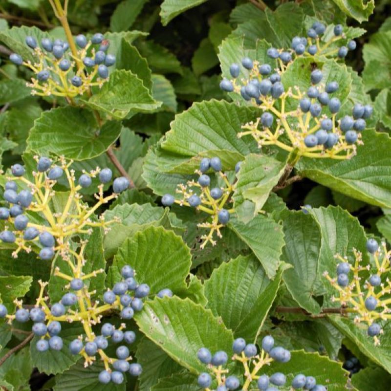 VIBURNUM BLUE MUFFIN