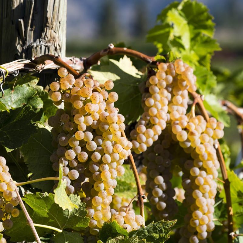 vidal grape