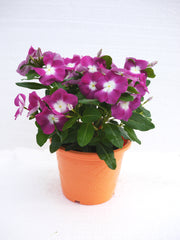 Periwinkle Orchid