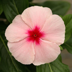 Periwinkle Apricot