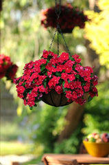 Periwinkle Red