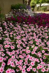 Periwinkle Pink