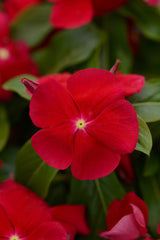 Periwinkle Red
