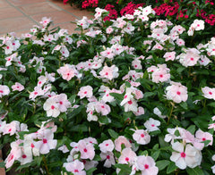 Periwinkle Apricot