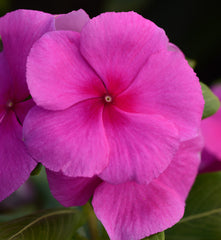 Periwinkle Pink