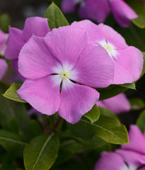 Periwinkle Orchid