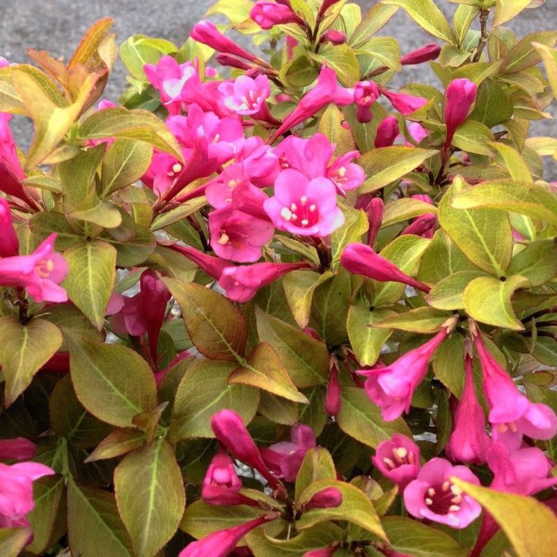 WEIGELA CAPPUCINO