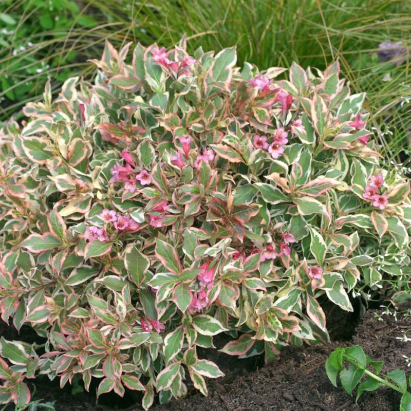 WEIGELA MY MONET