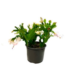 CHRISTMAS CACTUS