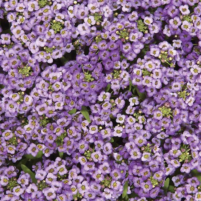 Alyssum - Blue