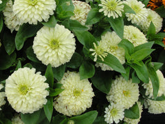 Zinnia - Magellan Ivory