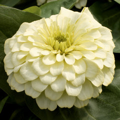 Zinnia - Magellan Ivory