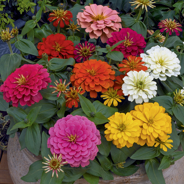 Zinnia -  Magellan Mix