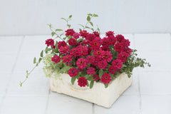 Zinnia - Profusion Cherry
