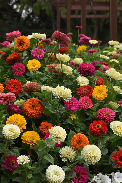 Zinnia - State Fair