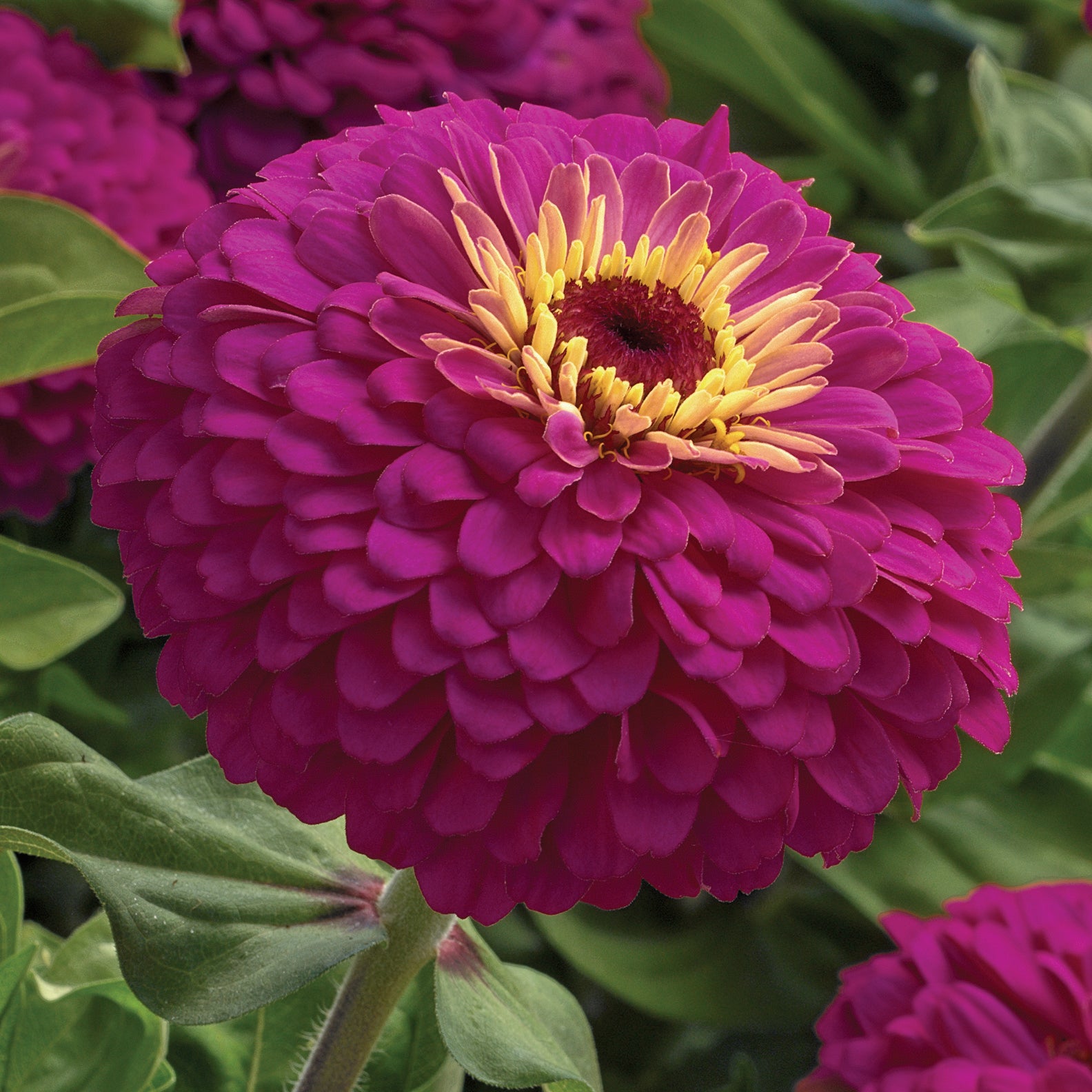 Zinnia - Uproar Rose