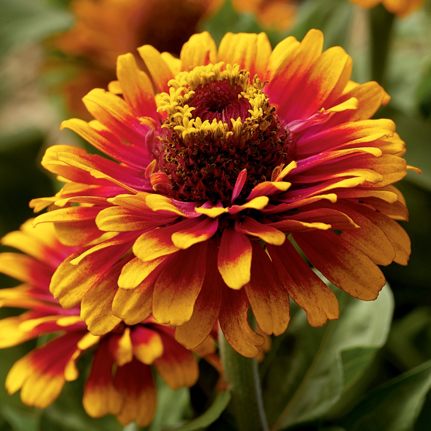 Zinnia - Zowie Yellow Flame