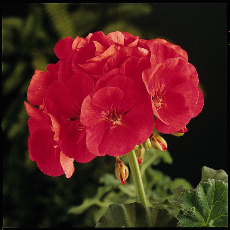 Geranium - Zonal Coral