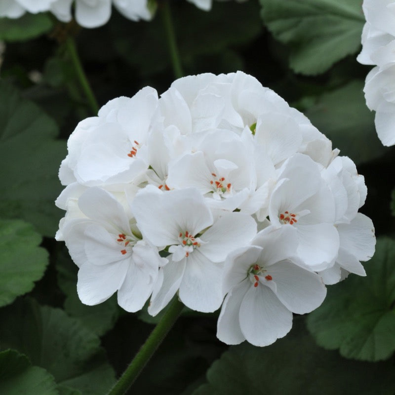 Geranium - Zonal White