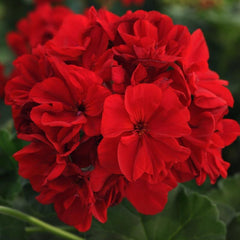 Geranium - Zonal Dark Red