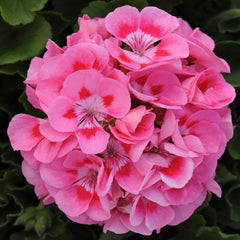 Geranium - Zonal Hot Pink