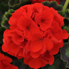 Geranium - Zonal Orange