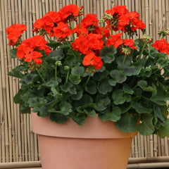Geranium - Zonal Orange